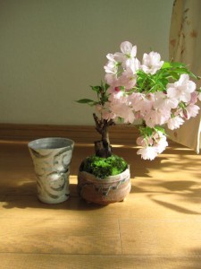ミニ八重桜盆栽と雲海コップのセット　雲海コップ1個付いてます　（茶小凹）