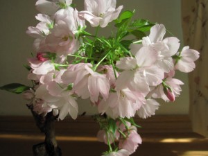 ミニ八重桜盆栽　ミニ桜盆栽（茶小凹）