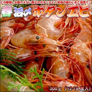 ボタンエビ 活〆 春 300g 北海道噴火湾産 オス 送料無料 ※沖縄送料別途加算