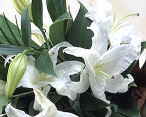 カサブランカ 花束の通販 Au Pay マーケット カサブランカ 花束の通販 Au Pay マーケット