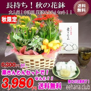 売れてます！中津川「栗きんとん」+秋の花鉢セットなんと！3,980円【送料無料】