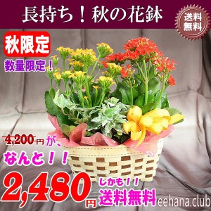 売れてます！とっても長持ち秋の花鉢2,480円【送料無料】ネット特価！