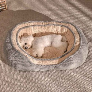 犬 ベッド  洗える おしゃれ クッション ハウス マット 犬用ベッド 猫 ペット ベッド 小型 中型 暖かい ふわふわ 丈夫 滑り止め お昼寝 