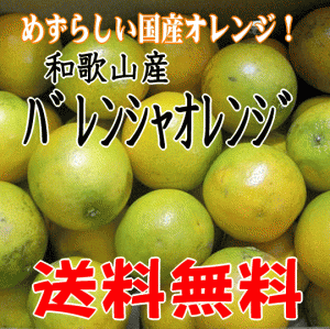 バレンシアオレンジ 2L/3Lサイズ 5kg 【送料無料】和歌山産 めずらしい国産オレンジ