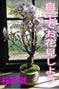 2024年5月に笑顔の花咲く御殿場桜盆栽　かわいい桜のお花見ができる桜盆栽です　母の日にもおすすめ（白小凹）