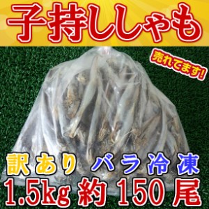 送料無料！！訳あり 子持 シシャモ (1500g) のし対応 お歳暮 お中元 ギフト BBQ 魚介