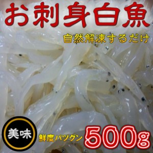 送料無料！！お刺身 白魚 (500g) のし対応 お歳暮 お中元 ギフト BBQ 魚介