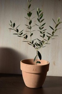 オリーブ鉢植え　イタリア製テラコッタ鉢入り【観葉植物】