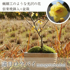 2024年2月に開花　いい香りのする盆栽　満月ロウバイ　蝋梅信楽鉢植え