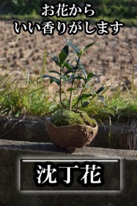 白沈丁花鉢植え