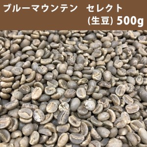 コーヒー 生豆 ブルーマウンテン セレクト 500g　【送料無料/メール便】