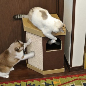 キャットハウス 2階建て またたび 爪とぎ付き 猫 nekoto コーナースクラッチハウス （ ネコ ねこ 猫用品 爪とぎ 屋内 室内 猫用 ハウス 
