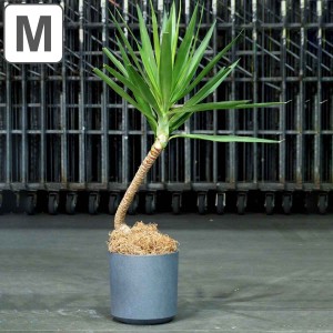 植木鉢 FR円柱ラスティックグレー 直径28×高さ28cm （ プランター プラントポット 植物用ポット 花器 鉢カバー ポット 繊維 丸 円柱 円