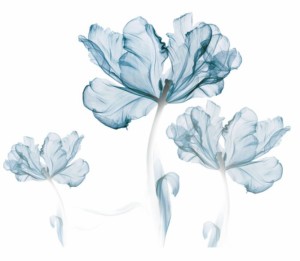 ウォールステッカー シックな色合い ブルーの花 水彩画風 (3つの花)