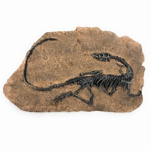 置物 恐竜の化石 ミニチュア レプリカ アートなオブジェ (Bタイプ)