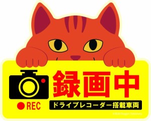 かわいい猫のドライブレコーダー録画中マグネットサイン チャトラ猫