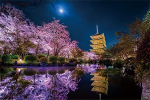 1000ピース ジグソーパズル KAGAYA 月夜に咲く(京都) 【光るパズル】(50x75cm)