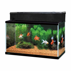 ジェックス GEX AQUARIUM ガラス マリーナ600BKS デュアルクリーンセット サカナ用