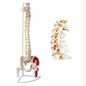 timiland 脊椎 模型 可動式 脊椎骨盤模型 人体模型 実物大 脊柱模型，筋の起始・停止部を着色 - 脊柱可動型モデル，大腿骨，筋・起始／停