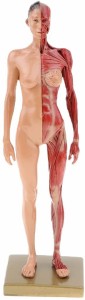 女性 人体モデル 人体模型 11インチ 約30cm 人体筋肉模型 模型 樹脂 筋骨格 CGペインティング 彫刻 1:6 スタンド付き レッド (女)