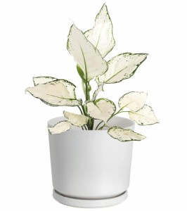 Easy-Tang 鉢 植木鉢 陶器 プランター 受け皿付き 排水孔付き 白 おしゃれ 5号 14cm 鉢植え インテリア 部屋 オフ ィス 観葉植物 多肉植