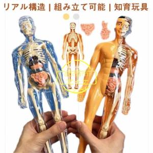 人体頭骨解剖モデルの色15部分、柔軟モデルのリアルモデル 頭蓋骨22分解