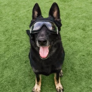 防水防雪紫外線犬メガネ ペットの目保護ゴーグル