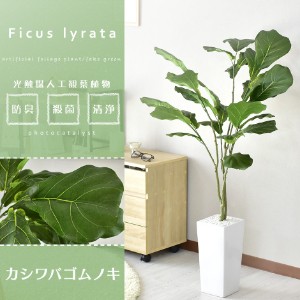 観葉植物 人工観葉植物 陶器鉢 インテリア 手間いらず お祝い ギフト 開店祝い カシワバゴムノキ インテリア家具 おすすめ おしゃれ 北欧