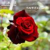 �l�G�炫�o���c �y�x���T�C���̂΂�z 2�N����c