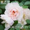 �J��Ԃ��炫��o�� �y�W�I���u���C�g�������u���[�z 2�N����c �o�^�i��E�i��o�^