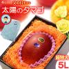 ���̓� �M�t�g ���z�̃^�}�S (5L�~1��/��650g) �{��Y �ԏG�`�G 2026�N ���̓��M�t�g ���z�̂��܂� �{�� �{��}���S�[ ���n�}���S�[ ��