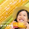  �����p �É����Y�Ƃ����낱�� �ÁX�� �Ñ��Y L�`3L�T�C�Y7�`9�{���� ���񂩂�ނ��� ���񂽂낤  ���Ԑ��ʌ��� �M�t�g 