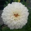 �\��̔� �_���A �c �V�S 10.5cm�|�b�g ���֎� �ԕc �K�[�f�j���O �c tnd 5�����{�ȍ~����