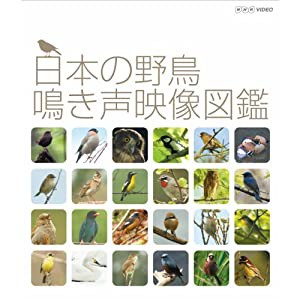 日本の野鳥 鳴き声映像図鑑　ブルーレイ【NHKスクエア限定商品】(中古品)