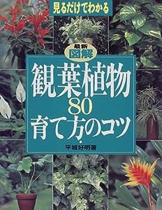 最新図解 観葉植物80育て方のコツ—見るだけでわかる(中古品)