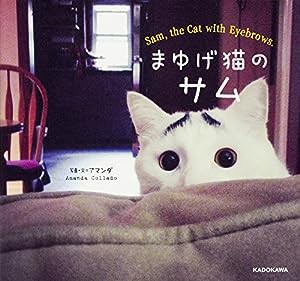 まゆげ猫のサム(中古品)