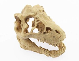 OLIVE-G アクアリウム 水槽 装飾 オブジェ 恐竜 頭蓋骨 ダイナソー