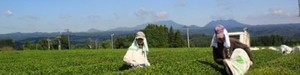 宮崎茶房 有機JAS認定 無農薬栽培 食べる緑茶 粉末茶 60G