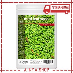 水草の種 MINI LEAF SEED〈ミニリーフシード〉5G アクアリウム 水草絨毯 熱帯魚