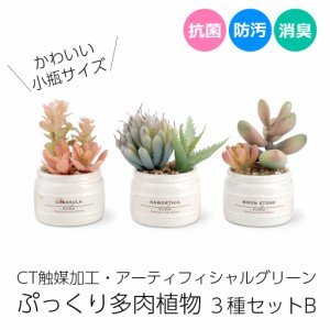 多肉植物 寄せ植え CT触媒消臭アーティフィシャルグリーン エクリア小瓶 3種類セットB サボテン 抗菌 クラッスラ ハオルチア ムーンスト