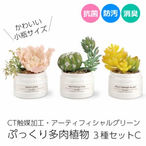 多肉植物 寄せ植え CT触媒消臭アーティフィシャルグリーン エクリア小瓶 3種類セットC サボテン 抗菌 シャビアナ ノトカクタス セダム 癒