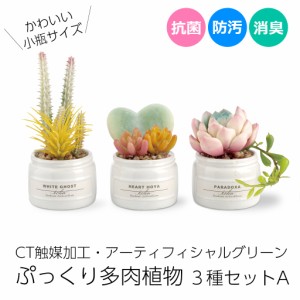 多肉植物 寄せ植え CT触媒消臭アーティフィシャルグリーン エクリア小瓶 3種類セットA ホワイトゴースト ハートホヤ ハートプランツ パラ