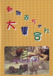 動物赤ちゃん大集合 6 めずらしいどうぶつ 中古DVD