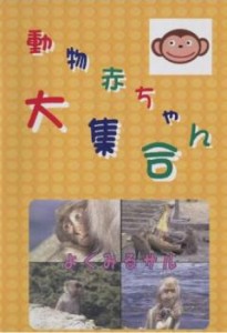 動物赤ちゃん大集合 7 よくみるサル 中古DVD