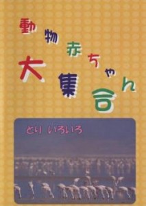 動物赤ちゃん大集合 10 とり いろいろ 中古DVD