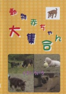 動物赤ちゃん大集合 11 イヌ いろいろ 中古DVD