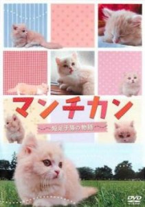 マンチカン 短足小猫の物語 中古DVD