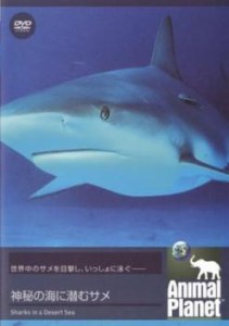 【ご奉仕価格】cs::アニマル・プラネット 神秘の海に潜むサメ【字幕】 中古DVD レンタル落ち