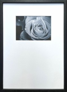 Photography art Rose バラ 275x382x20mm IPG-53255 bic-10872397s1  アートパネル アートボード 壁紙 装飾フィルム 送料無料 北欧 モダ