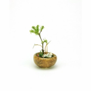 THE BONSAI 丸鉢寄せ植え【茶】 1／12スケール 【BONN02】 (塗装済み完成品)フィギュア